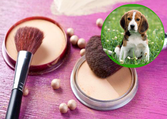 blog de moda | beleza | sobre beleza | maquiagem | make up | empresas de cosméticos que fazem testes em animais | marcas de maquiagem que fazem testes em animais | vivissecção | mutilação dos Beagles | instituto royal